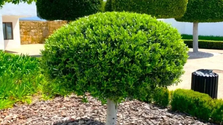 Квартира с 2 спальнями в  Бенахавис, Испания №557 № 2